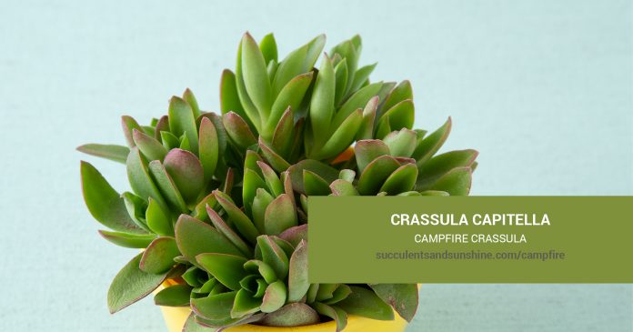 Crassula capitella Campfire Crassula care and propagation information