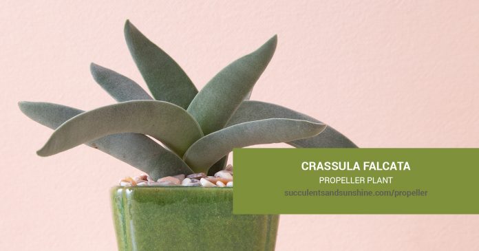 Crassula falcata Propeller Plant care and propagation information