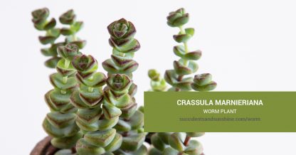 Crassula marnieriana Worm Plant care and propagation information