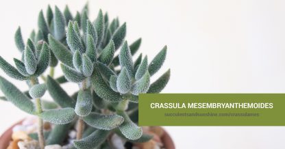 Crassula mesembryanthemoides care and propagation information