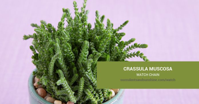 Crassula muscosa Watch Chain care and propagation information