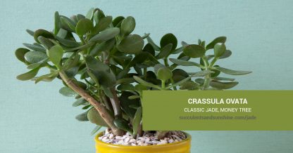 Crassula ovata Classic Jade care and propagation information