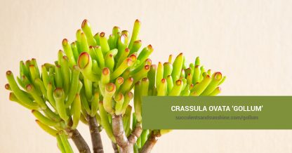 Crassula ovata 'Gollum' care and propagation information