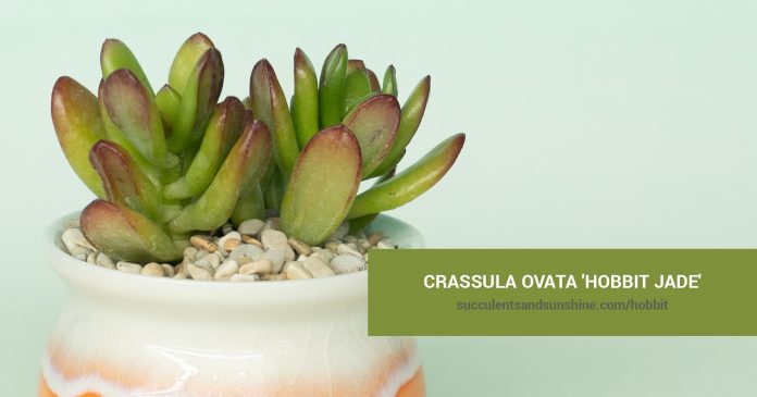 Crassula ovata 'Hobbit Jade' care and propagation information