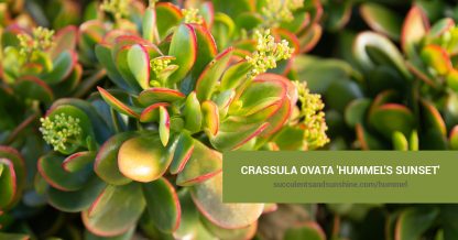 Crassula ovata 'Hummel's Sunset'care and propagation information