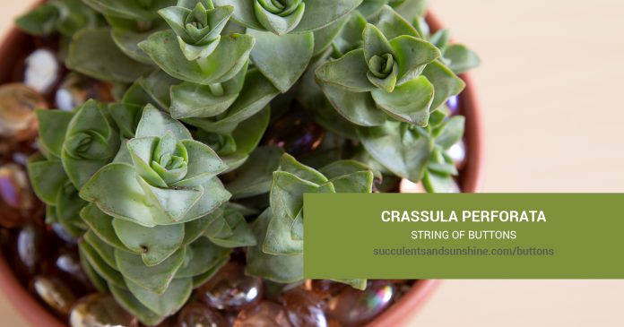 Crassula perforata String of Buttons care and propagation information