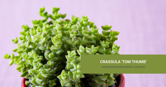 Crassula ‘Tom Thumb’ care and propagation information