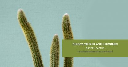 Disocactus flagelliformis Rat-Tail Cactus care & propagation information