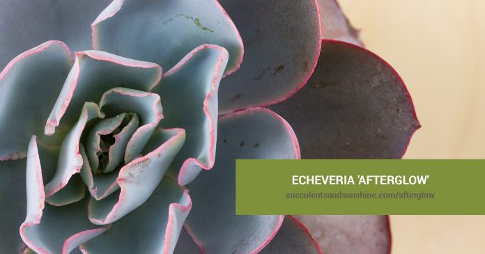 Echeveria 'Afterglow' care and propagation information