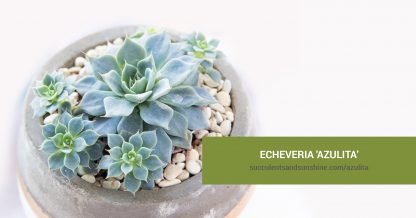 Echeveria 'Azulita' care and propagation information