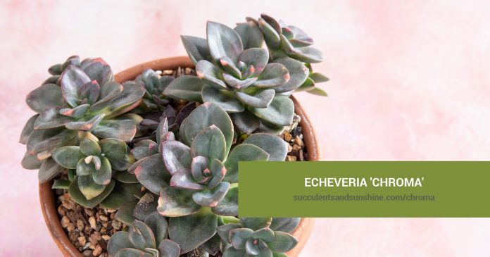 Echeveria 'Chroma' care and propagation information