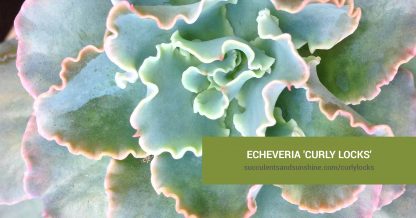 Echeveria 'Curly Locks' care and propagation information