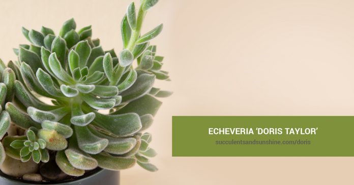 Echeveria 'Doris Taylor' and propagation information