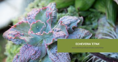 Echeveria 'Etna' care and propagation information