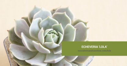 Echeveria 'Lola' care and propagation information