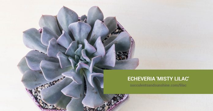 Echeveria 'Misty Lilac' care and propagation information