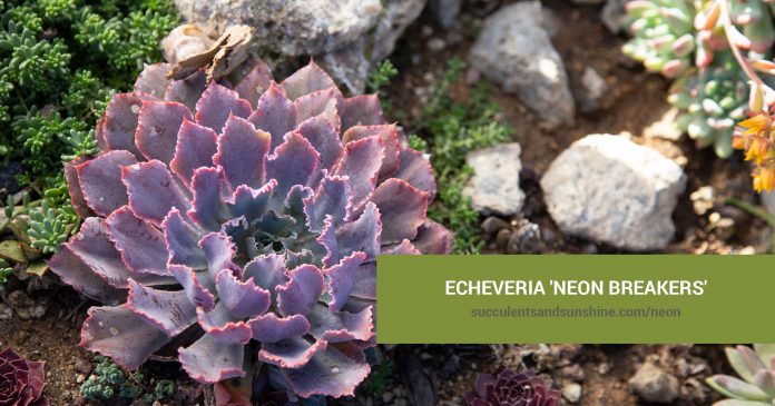 Echeveria 'Neon Breakers' care and propagation information