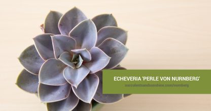 Echeveria Perle von Nurnbe care and propagation information