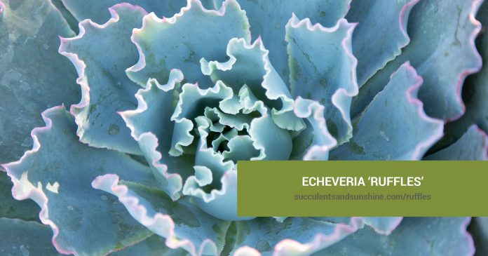 Echeveria 'Ruffles' care and propagation information