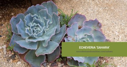 Echeveria 'Sahara' care and propagation information