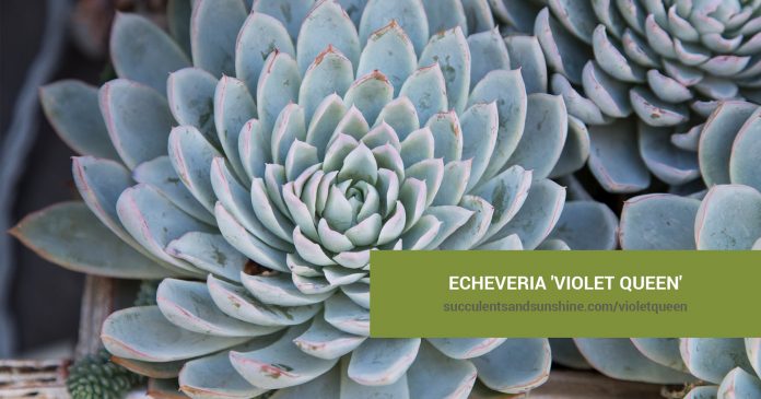 Echeveria 'Violet Queen' care and propagation information