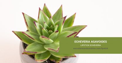 Echeveria agavoides Lipstick Echeveria care and propagation information