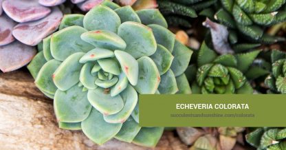 Echeveria colorata care and propagation information