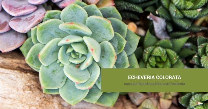 Echeveria colorata care and propagation information