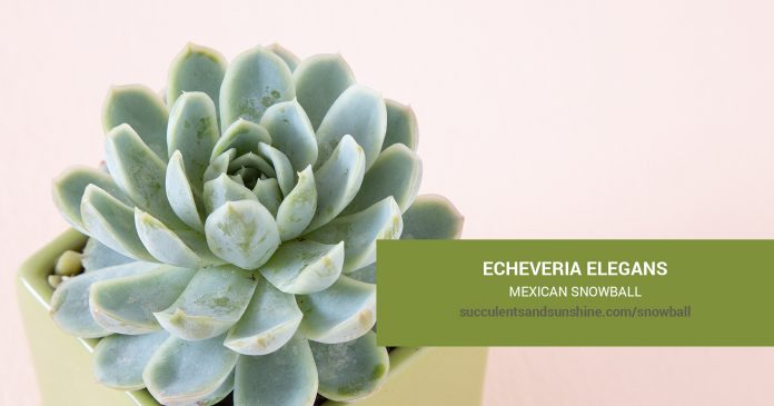 Echeveria elegans Mexican Snowball care and propagation information