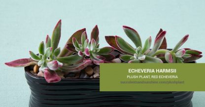 Echeveria harmsii Plush Plant care and propagation information