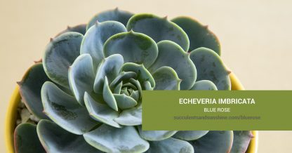 Echeveria imbricata Blue Rose care and propagation information