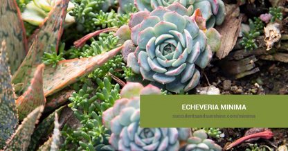 Echeveria minima care and propagation information