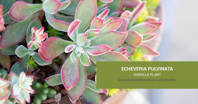 Echeveria pulvinata Chenille Plant care and propagation information