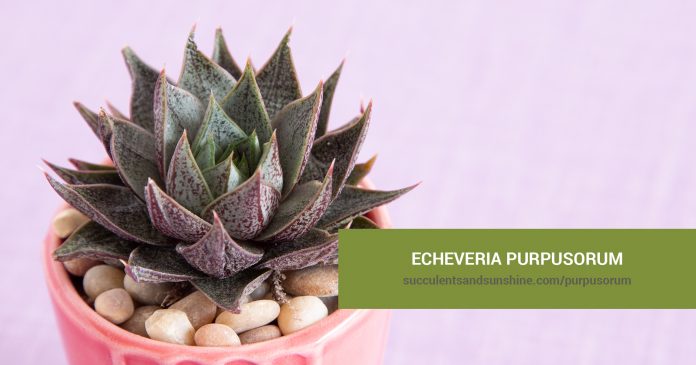 Echeveria purpusorum care and propagation information