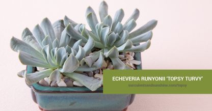 Echeveria runyonii ‘Topsy Turvy’ care and propagation information