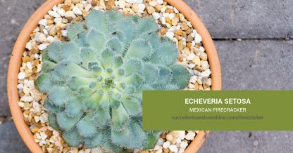 Echeveria setosa Mexican Firecracker care and propagation information