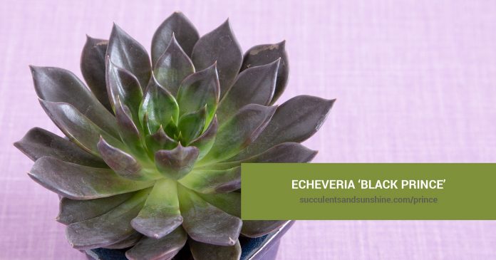 Echeveria ‘Black Prince’ care and propagation information