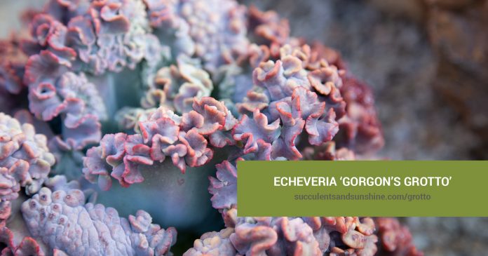 Echeveria ‘Gorgon’s Grotto’ care and propagation information