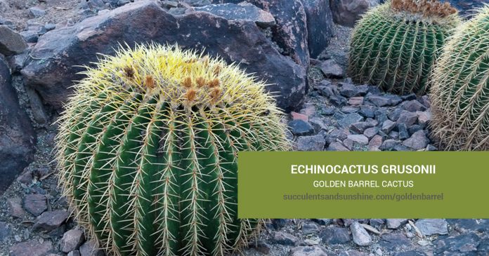 Echinocactus grusonii Golden Barrel care and propagation information