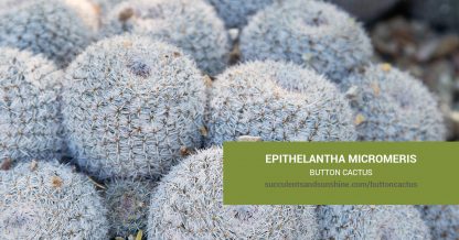 Epithelantha micromeris Button Cactus care and propagation information