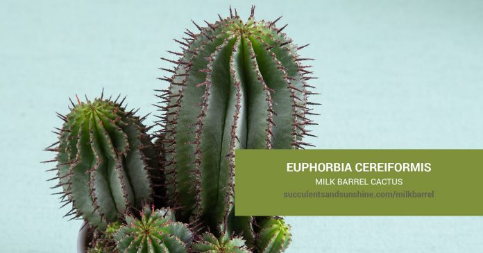 Euphorbia cereiformis Milk Barrel Cactus care and propagation information