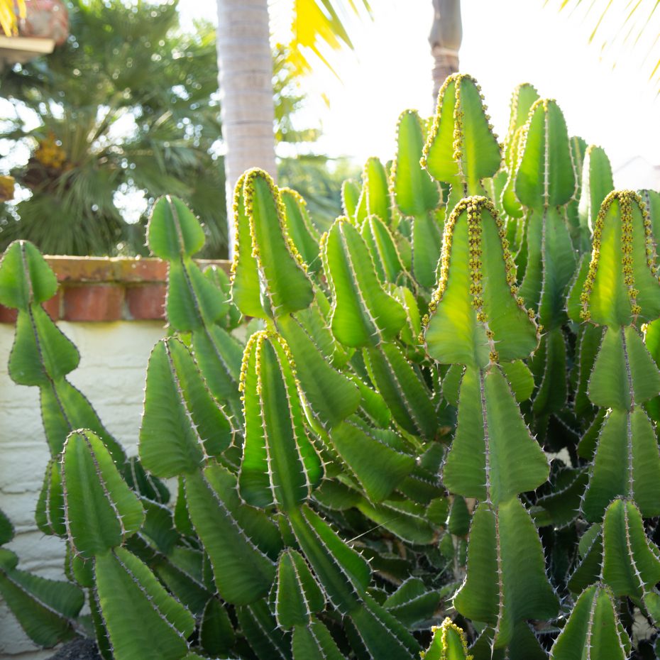 Euphorbia cooperi Candelabra Tree Sherman Gardens