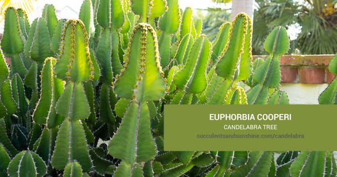 Euphorbia cooperi Candelabra Tree care and propagation information