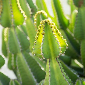 Euphorbia cooperi Sherman Gardens