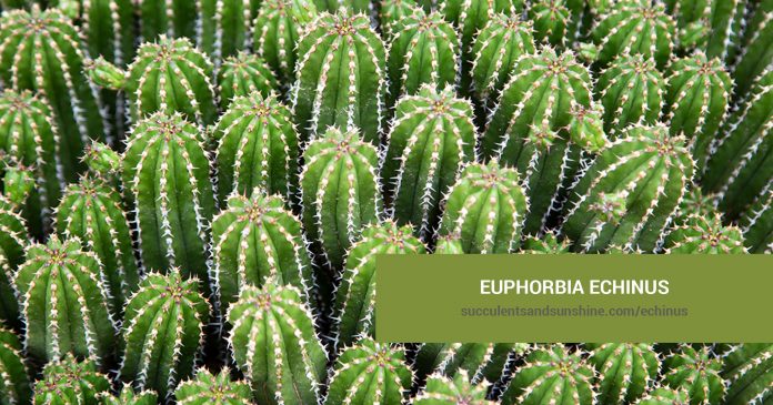 Euphorbia echinus care and propagation information