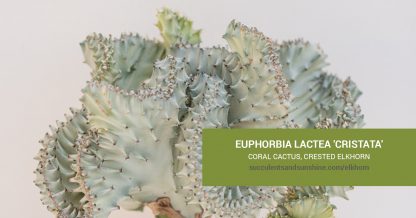 Euphorbia lactea 'Cristata' care and propagation information