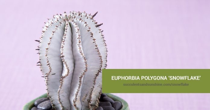 Euphorbia polygona ‘Snowflake’ care and propagation information