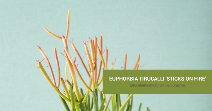 Euphorbia tirucalli 'Sticks on Fire' care and propagation information