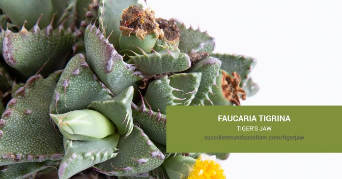 Faucaria tigrina Tiger's Jaw care and propagation information