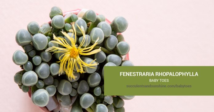 Fenestraria rhopalophylla Baby Toes care and propagation information